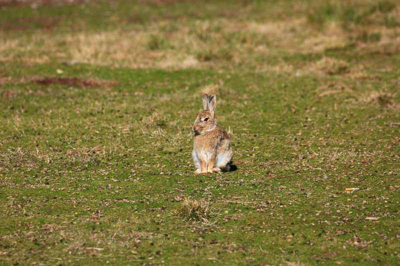 Rabbit